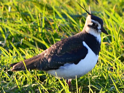 Northern Lapwing (Vanellus vanellus) at RSPB Otmoor